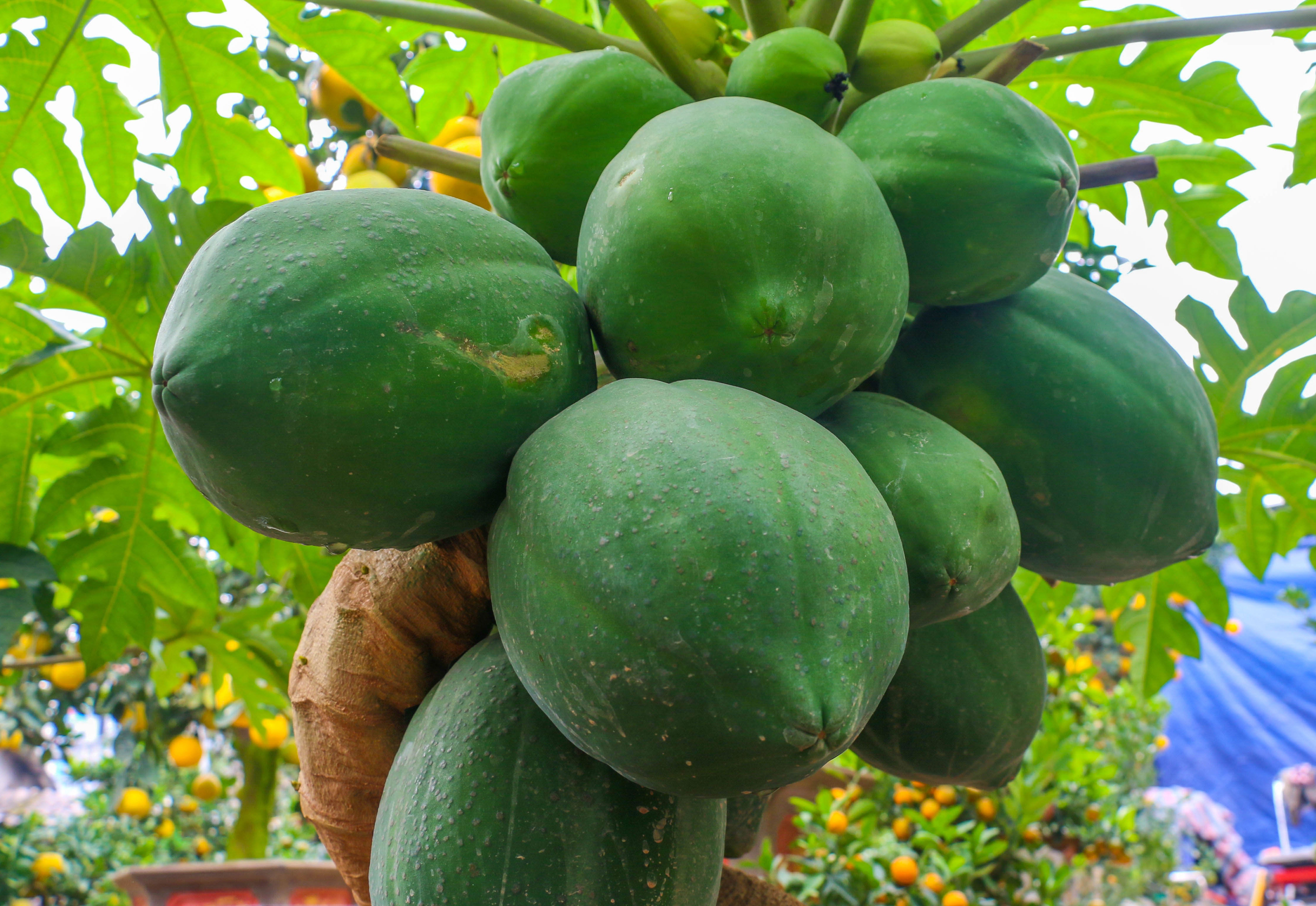 du du bonsai cay canh bac trieu hut khach dip tet nguyen dan 2019