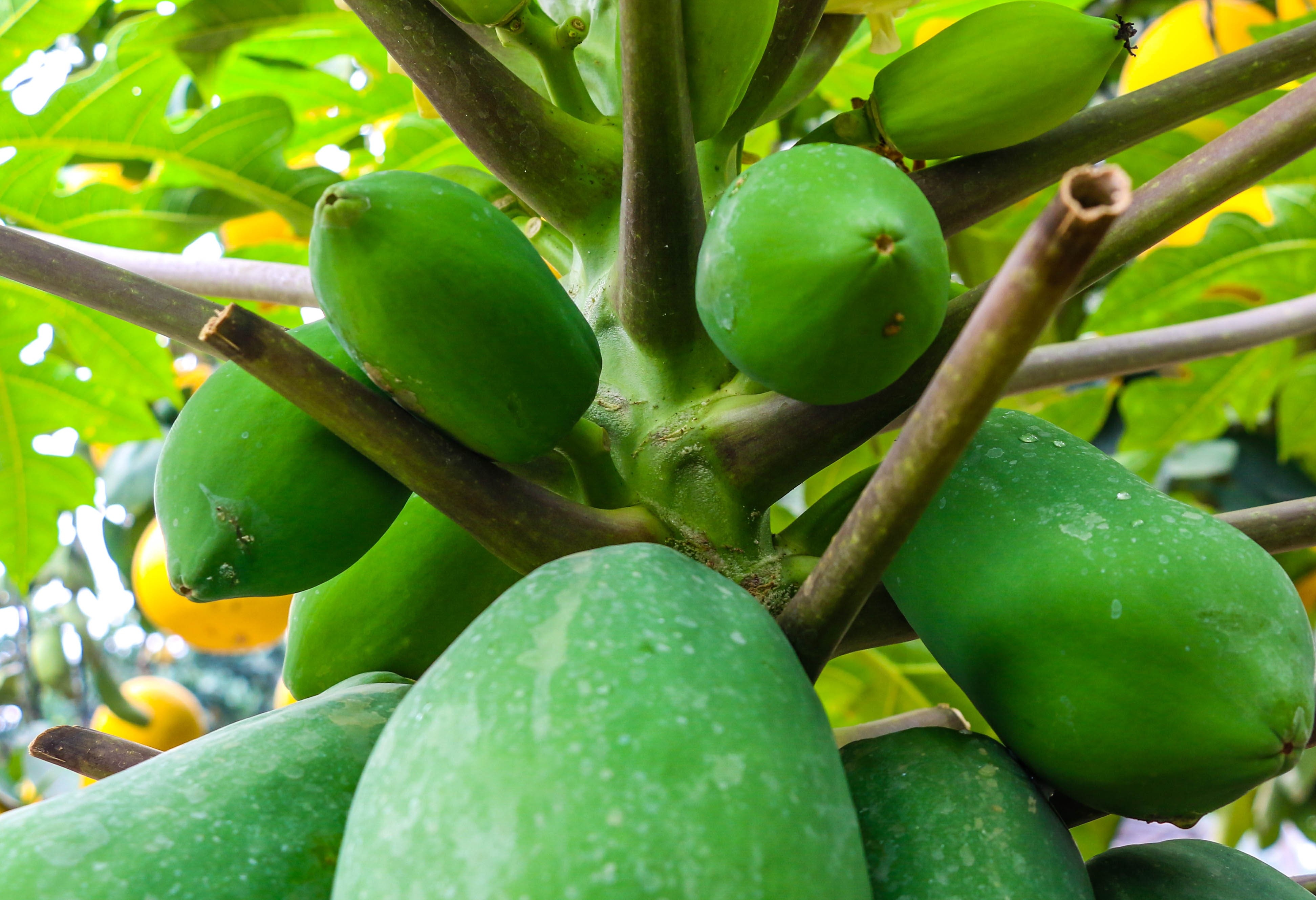 du du bonsai cay canh bac trieu hut khach dip tet nguyen dan 2019