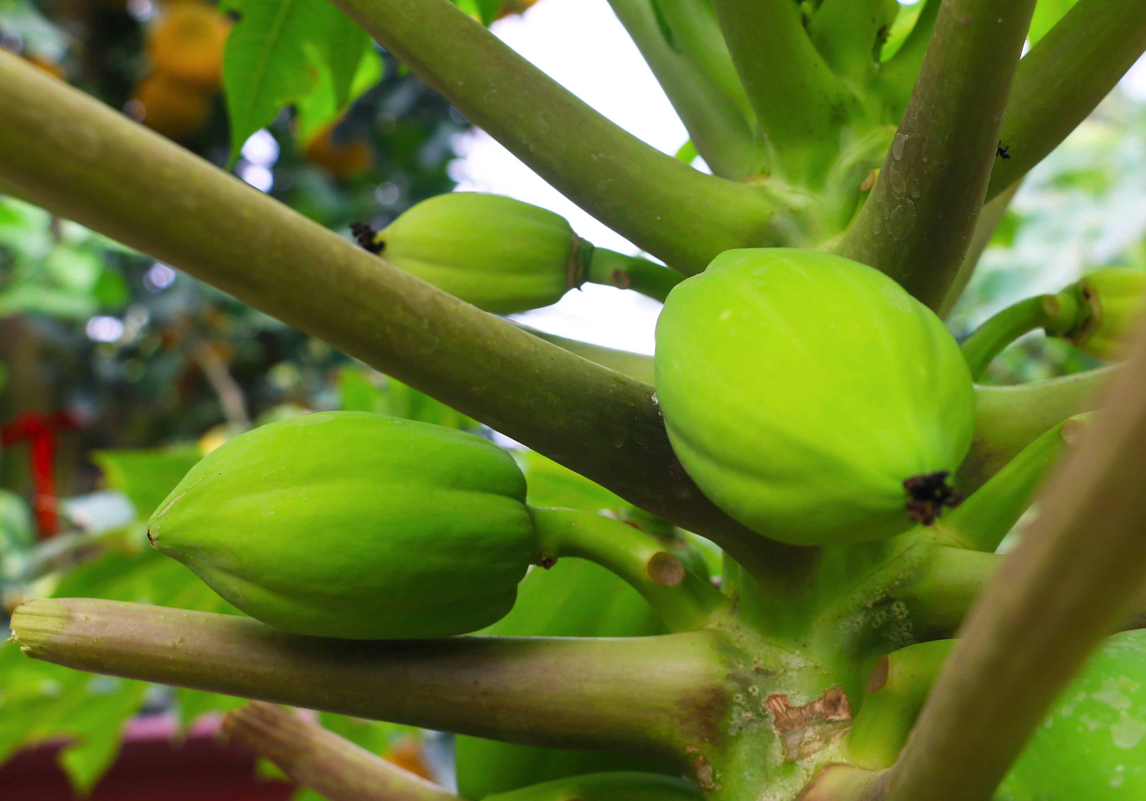 du du bonsai cay canh bac trieu hut khach dip tet nguyen dan 2019