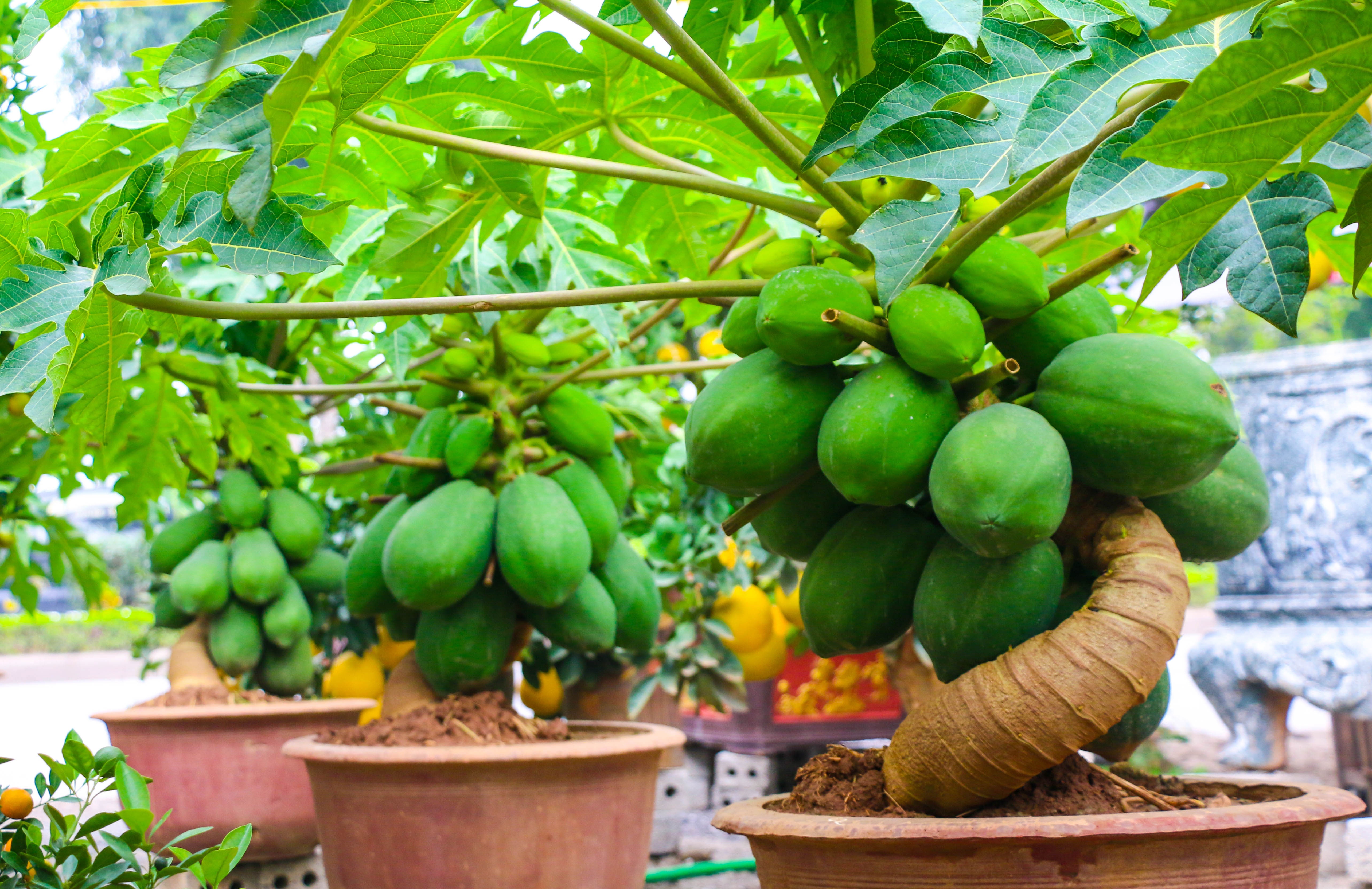 du du bonsai cay canh bac trieu hut khach dip tet nguyen dan 2019