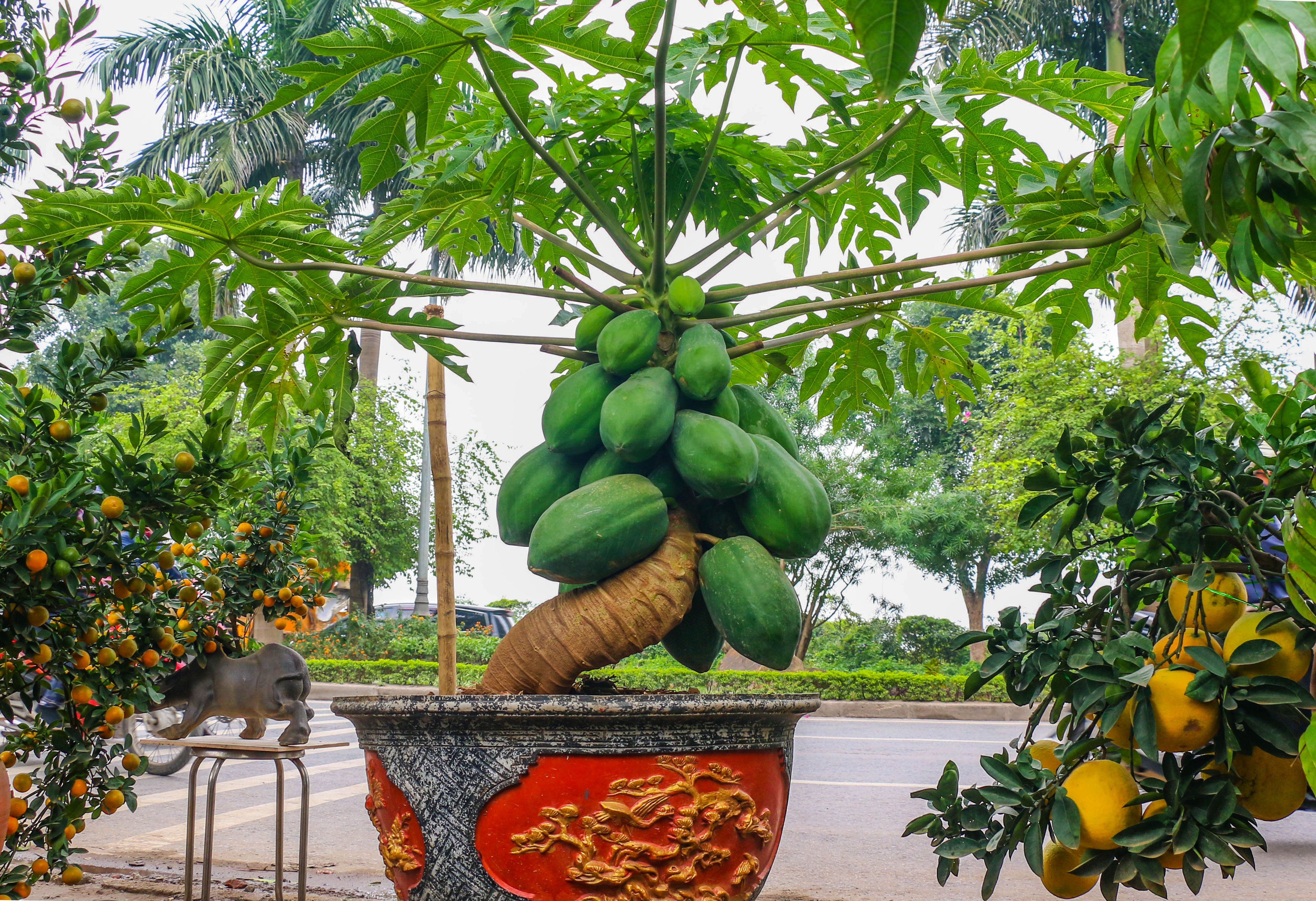 du du bonsai cay canh bac trieu hut khach dip tet nguyen dan 2019