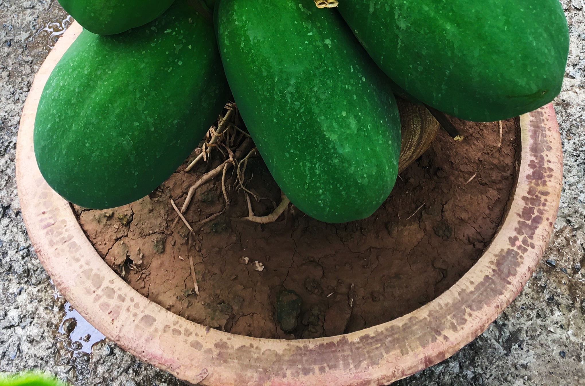 du du bonsai cay canh bac trieu hut khach dip tet nguyen dan 2019