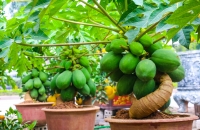 don tet nguyen dan 2019 som o cho hoa lau doi nhat ha noi