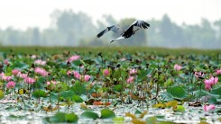 Dự báo thời tiết hôm nay 27/1: Không khí lạnh tăng cường miền Bắc duy trì nhiệt độ thấp nhất 7 độ C