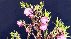 Mua đào Trung Quốc 'đội lốt' thất thốn, mất oan tiền triệu