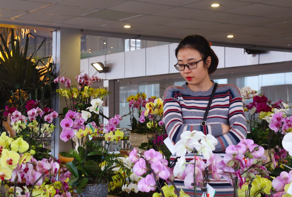 chau lan ho diep sieu khung cao hai met co gia gan 300 trieu dong thoa man thu choi hoa cua dai gia