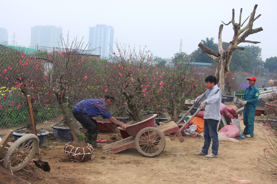 luong gan 1 trieu moi ngay van do mat tim lao dong o vuon dao quat