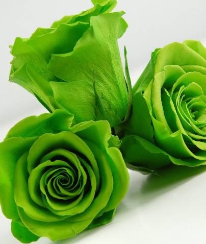 valentine 2019 bat mi cach chon hoa hong de ham nong tinh yeu doi lua