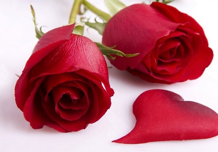 valentine 2019 bat mi cach chon hoa hong de ham nong tinh yeu doi lua