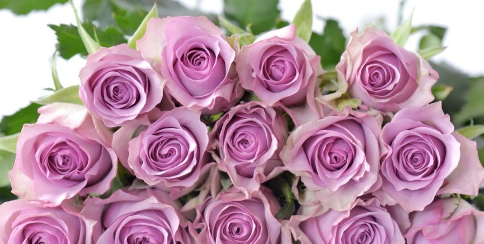valentine 2019 bat mi cach chon hoa hong de ham nong tinh yeu doi lua