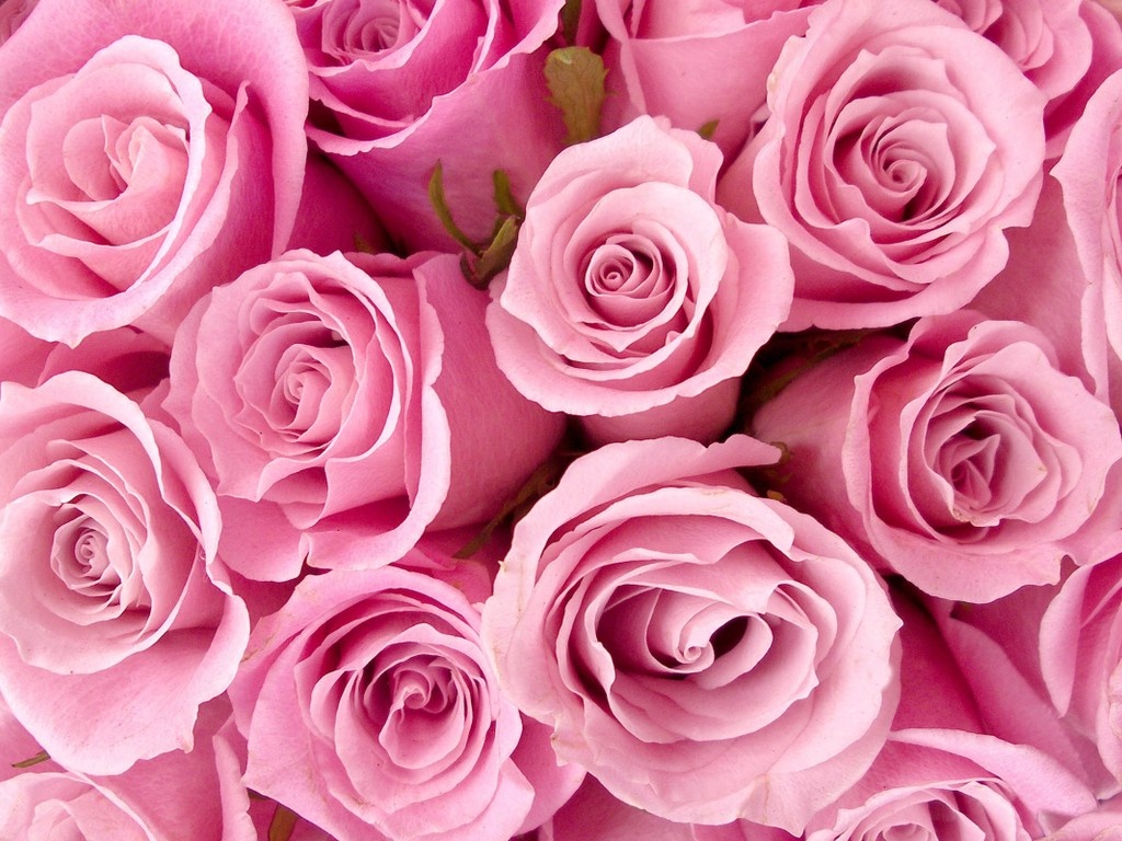valentine 2019 bat mi cach chon hoa hong de ham nong tinh yeu doi lua