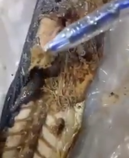 hoc sinh noi tru bo com vi co giun trong bung ca