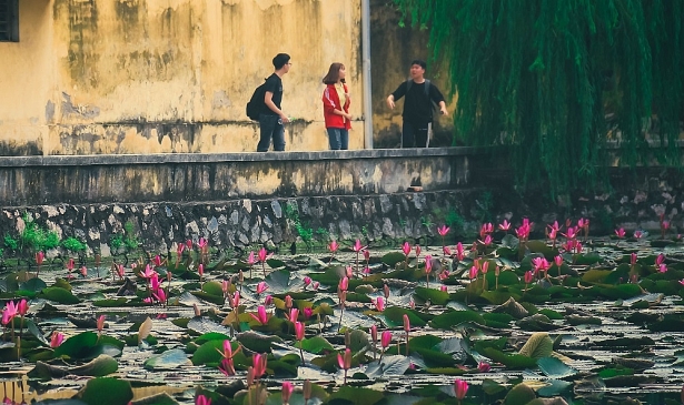 Hồ hoa súng đẹp mơ màng trong khuôn viên ĐH Bách Khoa Hà Nội ho hoa sung dep mo mang trong khuon vien dh bach khoa ha noi