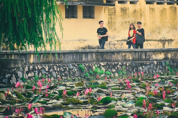 ho hoa sung dep mo mang trong khuon vien dh bach khoa ha noi