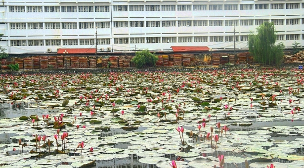 Hồ hoa súng đẹp mơ màng trong khuôn viên ĐH Bách Khoa Hà Nội ho hoa sung dep mo mang trong khuon vien dh bach khoa ha noi