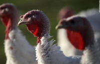 le ta on thanksgiving day la gi