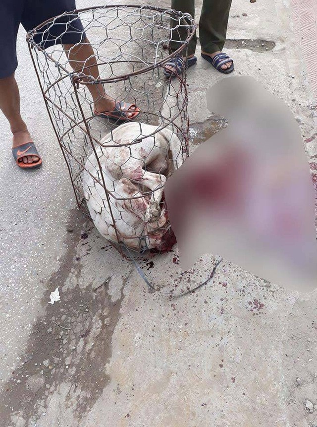 cho pitbull hung du trong nhung vu can trong thuong nguoi va vat nuoi