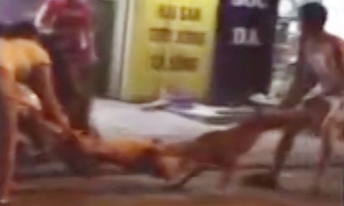cho pitbull hung du trong nhung vu can trong thuong nguoi va vat nuoi