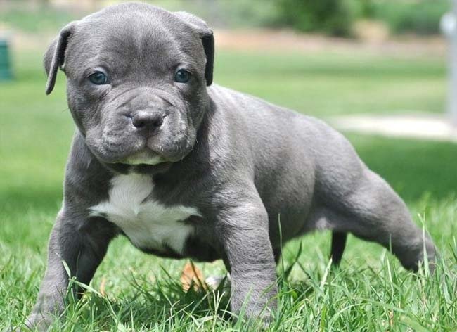 huan luyen cho pitbull the nao de chung khong can nguoi