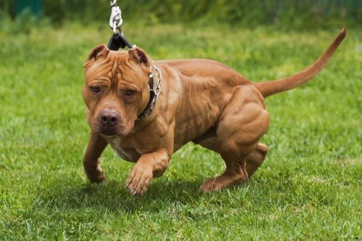 huan luyen cho pitbull the nao de chung khong can nguoi