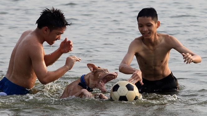 huan luyen cho pitbull the nao de chung khong can nguoi