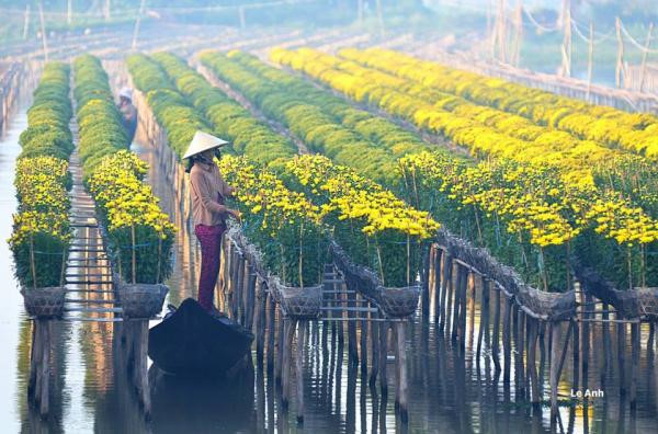 Mê mẩn 'đàn vịt tạo hình chữ S' của thầy giáo miền Tây me man dan vit tao hinh chu s cua thay giao mien tay