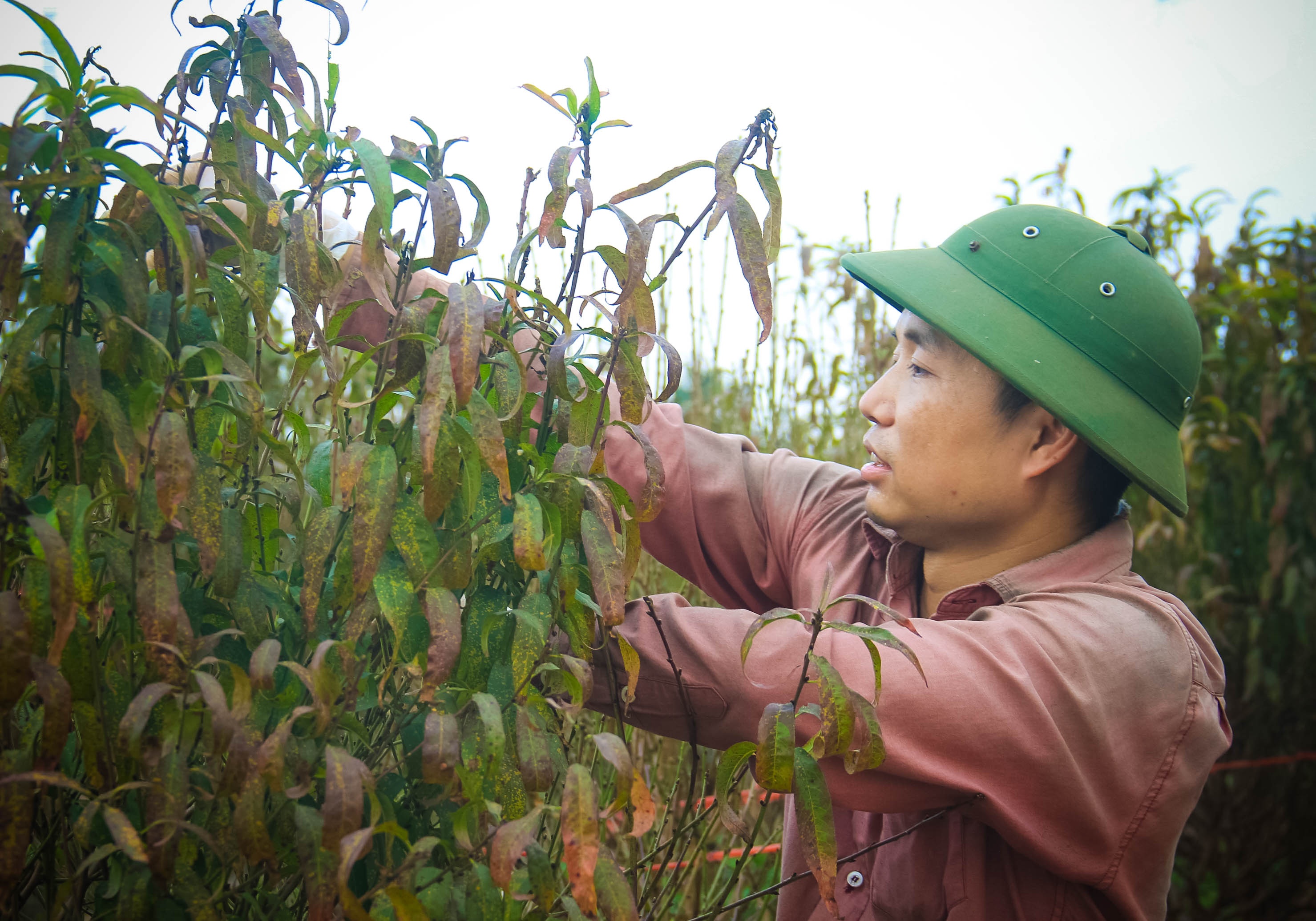 thoi tiet ha noi truoc tet duong lich nang nhieu ngay vuon dao nhat tan bung no do ruc
