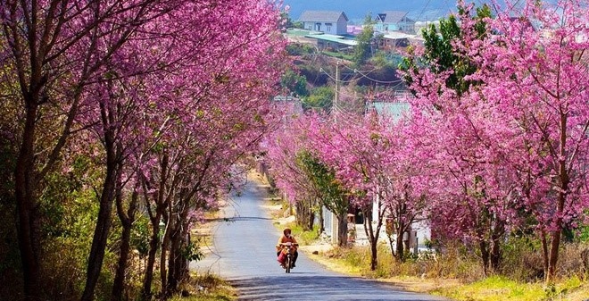 thoi tiet da lat tet duong lich 2019 nhu the nao