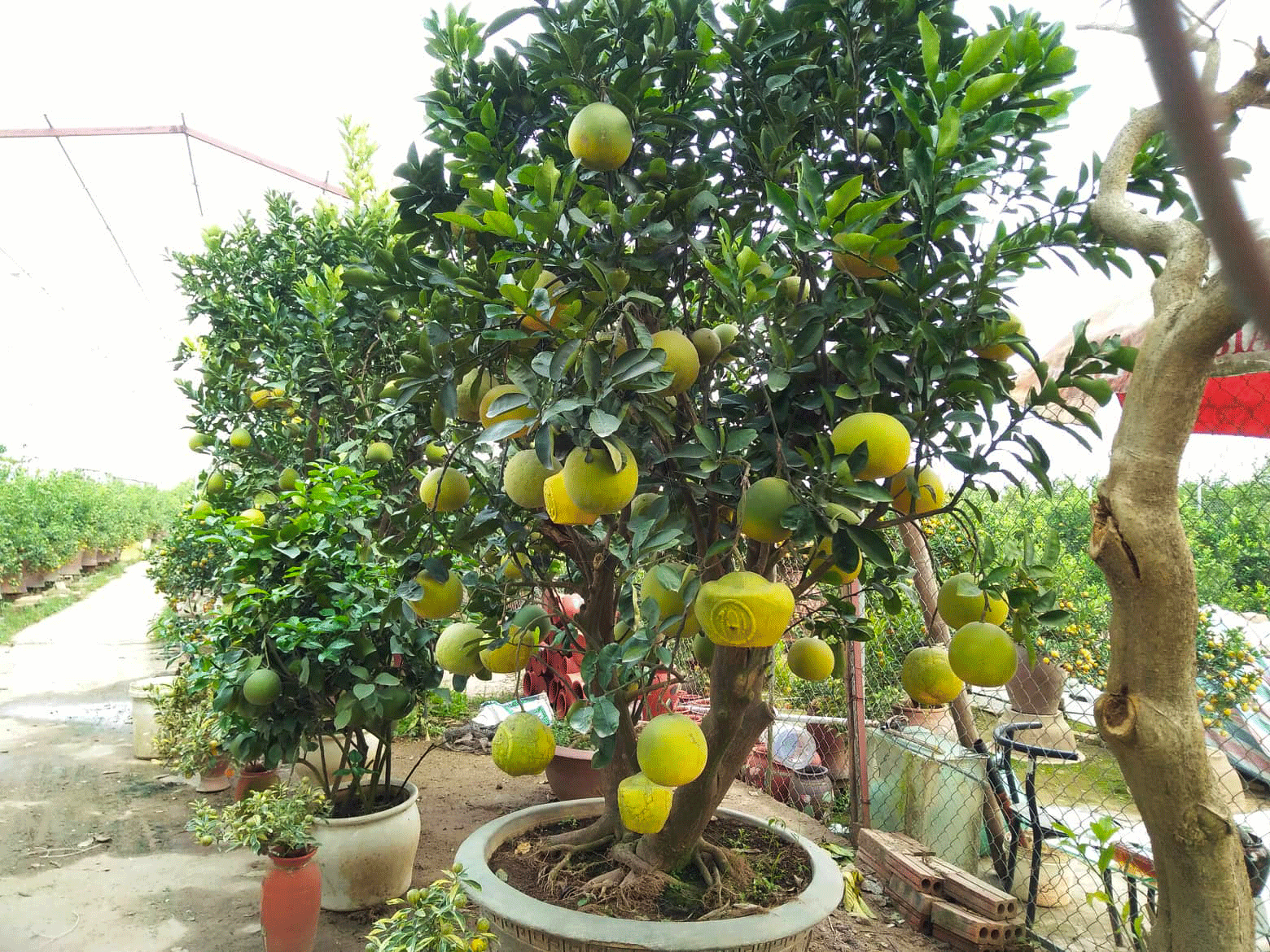 30 trieu dong mot cay buoi in chu tai loc chua tet da chay hang