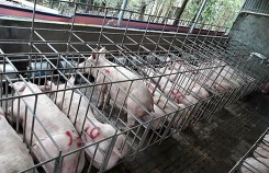 Dự báo giá heo hơi 6/1: Lợn ốm chết nghi mắc bệnh lở mồm long móng tại Quảng Ninh