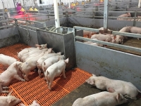 du bao gia heo hoi ngay 1101 tp hcm dao dong quanh muc 50000 dong