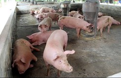 Dự báo giá heo hơi ngày 11/01: TP HCM dao động quanh mức 50.000 đồng