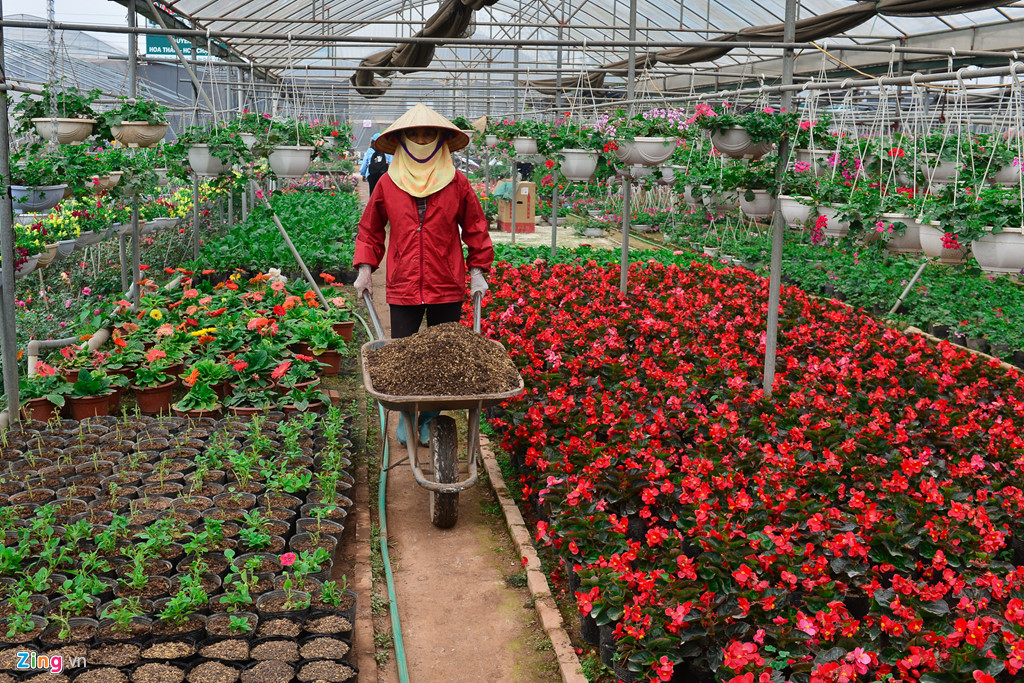 Giá hoa giảm, dân vẫn dự kiến thu tiền tỉ dịp giáp Tết gia hoa giam dan van du kien thu tien ti dip giap tet