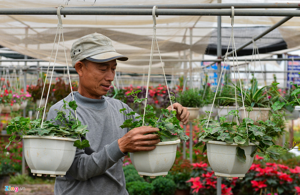 gia hoa giam dan van du kien thu tien ti dip giap tet