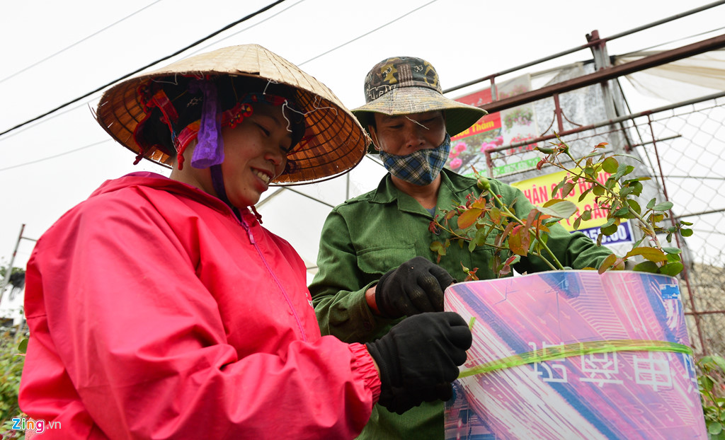 gia hoa giam dan van du kien thu tien ti dip giap tet