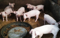 Dự báo giá heo hơi ngày 16/1: Miền Trung lặng sóng ở mức 52.000 đồng/kg