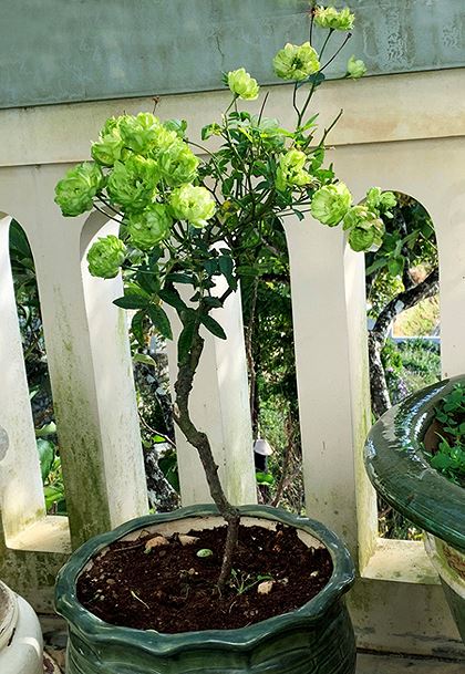 ro mot chung tet hoa hong xanh da lat gia bac trieu