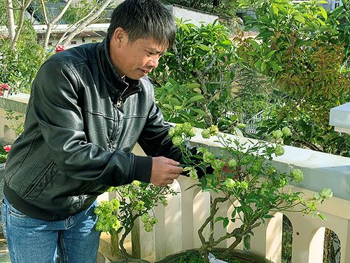 ro mot chung tet hoa hong xanh da lat gia bac trieu