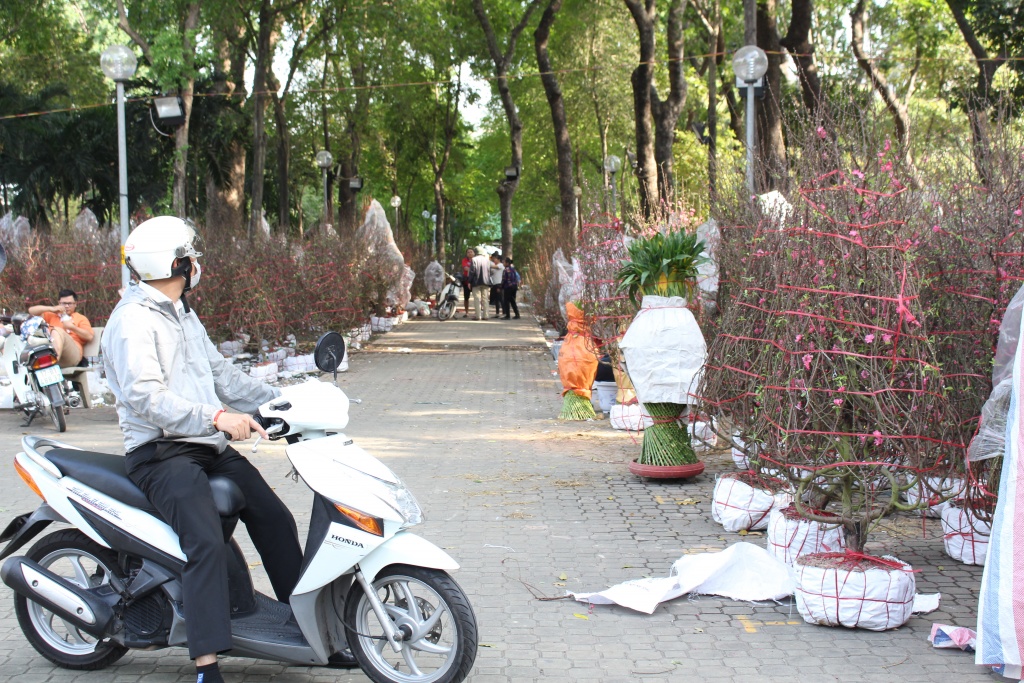 hoa kieng ca nuoc dao ha noi gia chuc trieu dong do ve sai gon choi tet