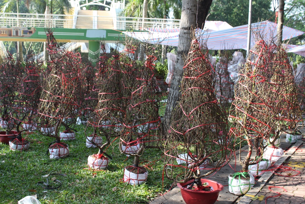 hoa kieng ca nuoc dao ha noi gia chuc trieu dong do ve sai gon choi tet