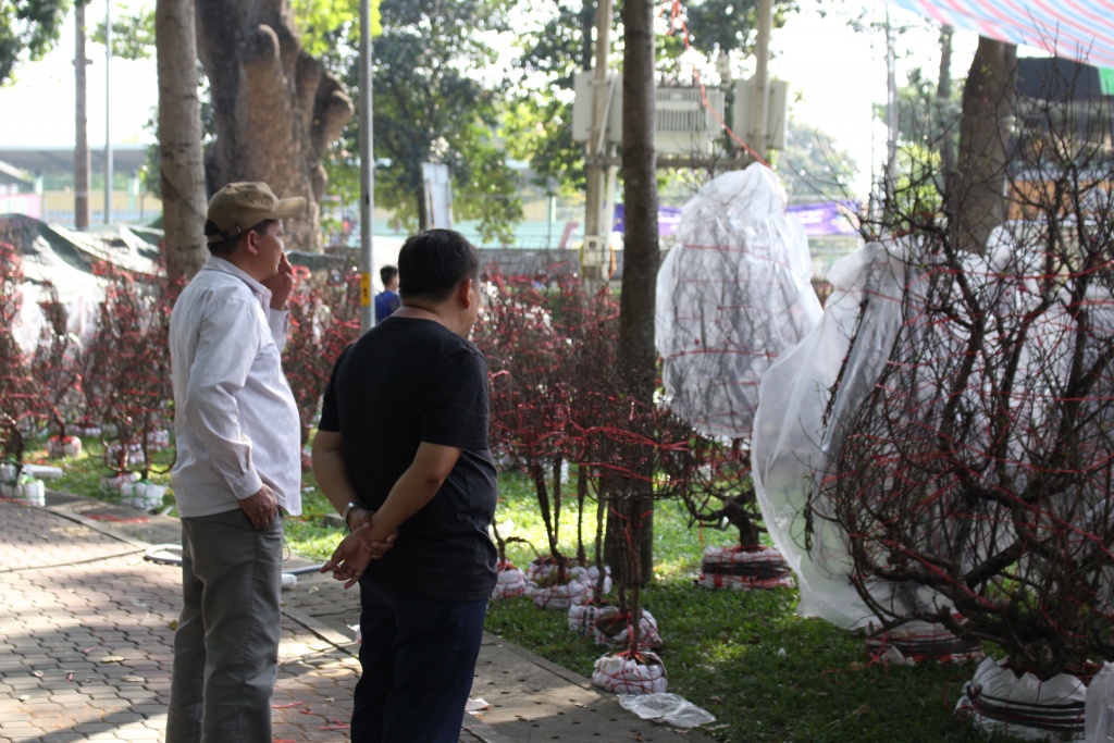 hoa kieng ca nuoc dao ha noi gia chuc trieu dong do ve sai gon choi tet