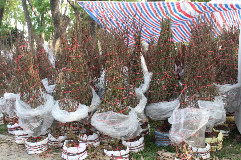 hoa kieng ca nuoc dao ha noi gia chuc trieu dong do ve sai gon choi tet