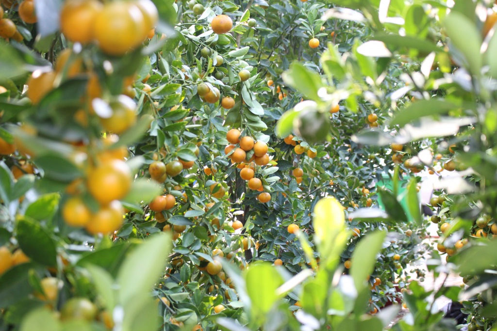 hoa kieng ca nuoc dao ha noi gia chuc trieu dong do ve sai gon choi tet