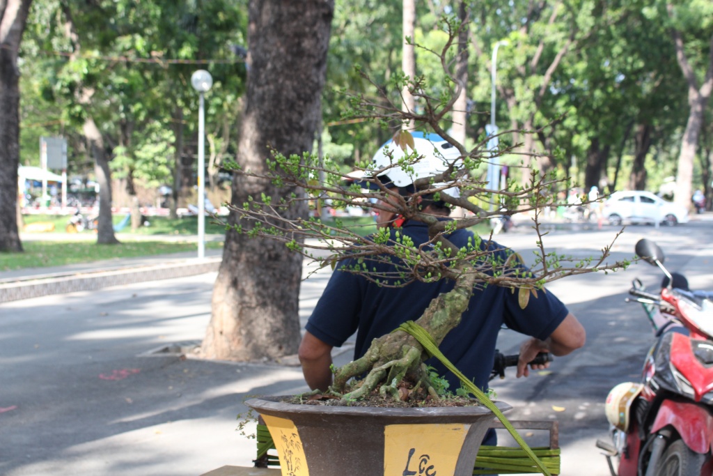 hoa kieng ca nuoc dao ha noi gia chuc trieu dong do ve sai gon choi tet