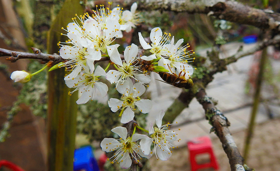 dao nu nhi bien hinh thanh dao that thon gia ngang chi vang can tet 2019