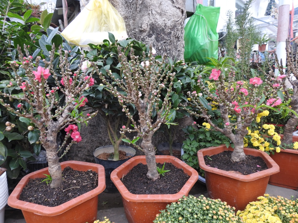 dao nu nhi bien hinh thanh dao that thon gia ngang chi vang can tet 2019