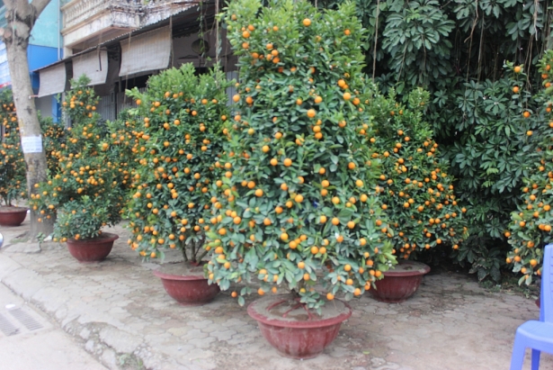 quat luc binh doc la gia khung don tet khien nguoi choi me man