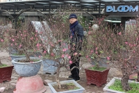 lo het cay choi tet nhieu vuon dao quat da duoc dat truoc mot nua