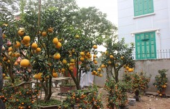 Bưởi, quất chơi tết: Phong phú về hình dáng, đa dạng về giá cả