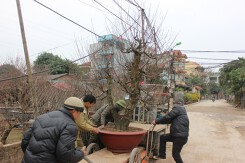 Kiếm chục triệu không khó với nghề chở cây cảnh thuê trong dịp Tết.